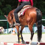 Western,Horse,With,Rider,On,The,Skill,Trail,With,Wooden