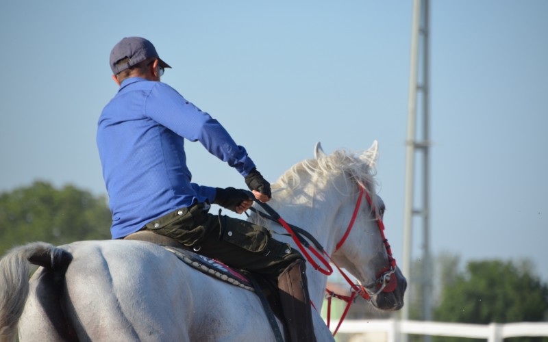 Settore equitazione: a giugno il reining for fun e il Campionato Piemontese di W&E Dressage
