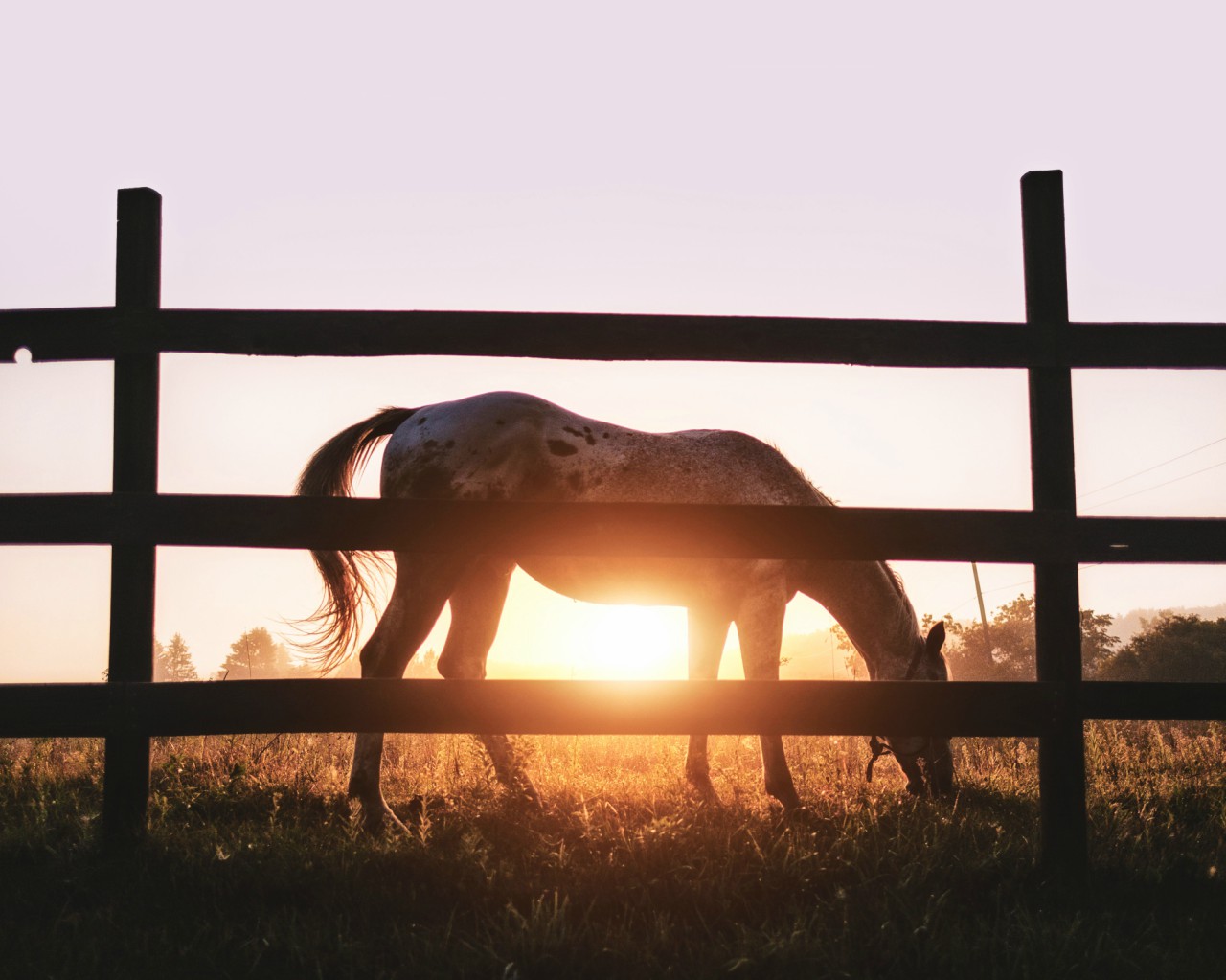 Scopri di più sull'articolo Tutte le classifiche del Trofeo invernale dell’Italian Stock Horse Association