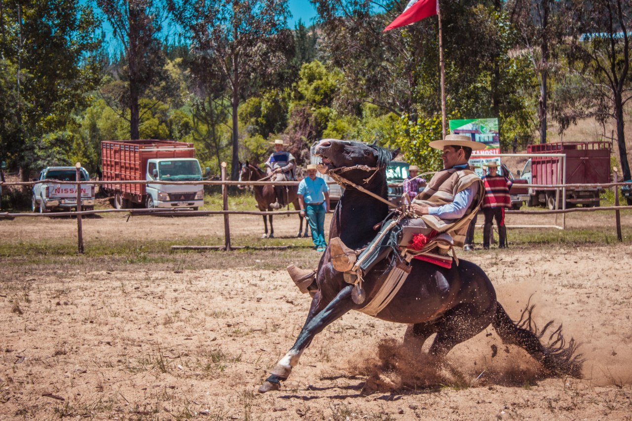 Scopri di più sull'articolo ISHA: corso per giudici performance e dressage dal 20 al 21 ottobre