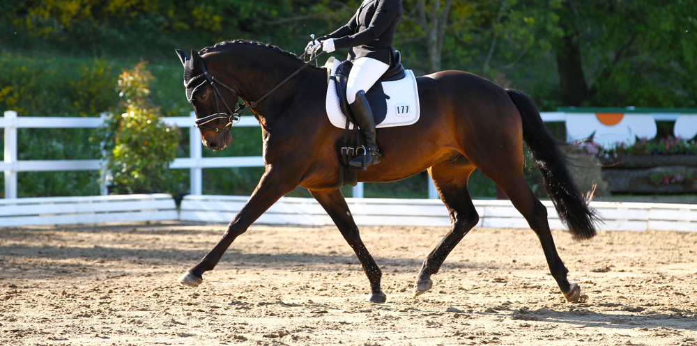 Scopri di più sull'articolo Western and English Dressage, il 16 dicembre al via l’Ice Trophy