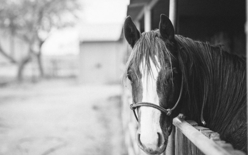 Scopri di più sull'articolo Equitazione western, tutto pronto all'O.K. Corral P.H. per la seconda tappa del Western and English Dressage