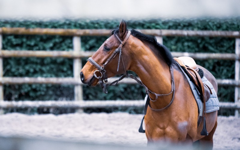 Scopri di più sull'articolo Equitazione americana, il 7 aprile parte il Campionato regionale di Reining del Piemonte