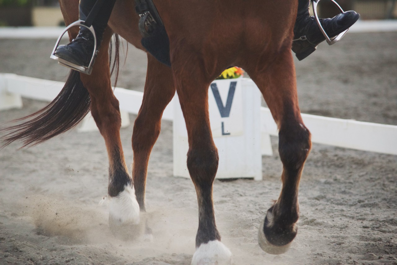 Scopri di più sull'articolo Western and English Dressage: in Lombardia il 10 marzo c’è il clinic, il 14 aprile il via al Campionato