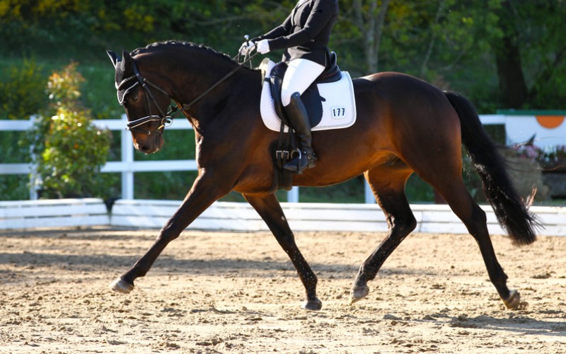 Scopri di più sull'articolo Equitazione americana, i campionati regionali di Western & English Dressage entrano nel vivo