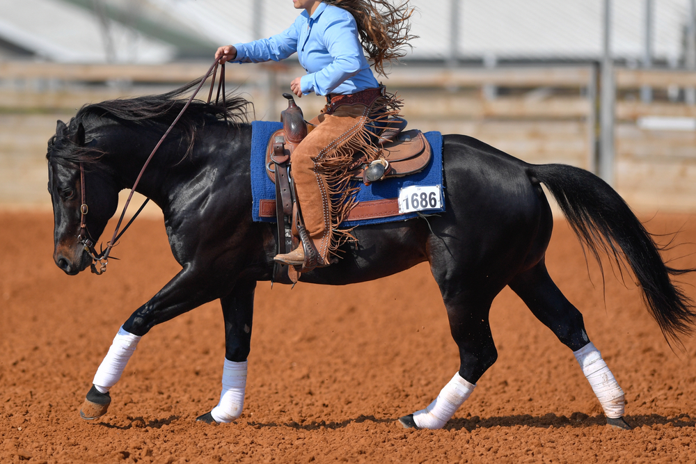 Scopri di più sull'articolo Equitazione western, ad agosto il primo European Championship di Gimkana organizzato da ISHA