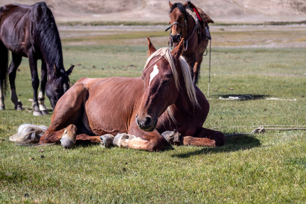 Scopri di più sull'articolo Natural Horse Championship, altri 3 appuntamenti a settembre ed ottobre tra Lombardia, Emilia Romagna e Liguria