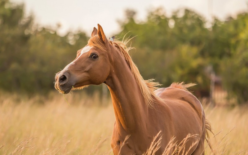 Scopri di più sull'articolo Festa dello Sport a Cafasse con il cavallo protagonista