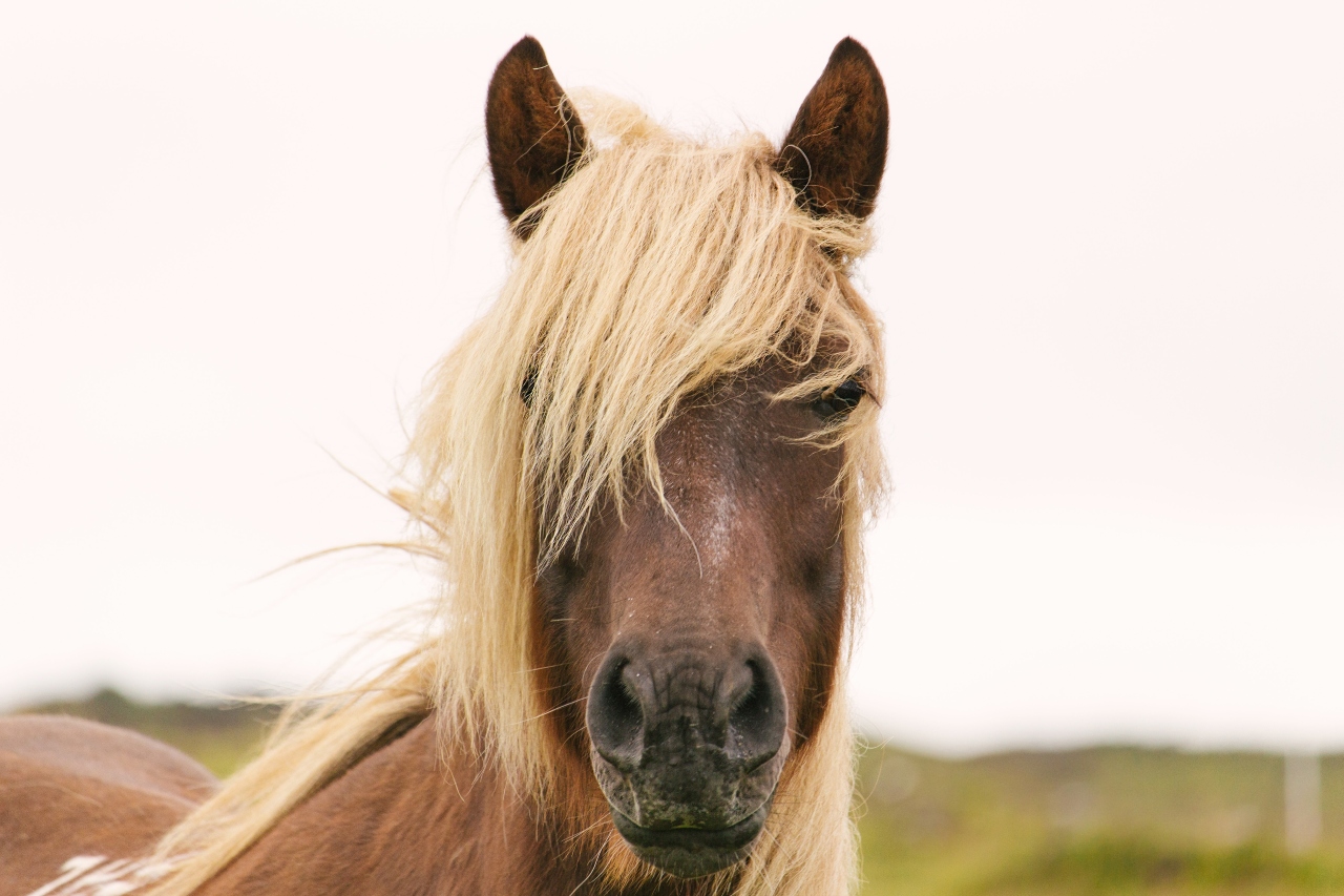 Scopri di più sull'articolo Equitazione, il progetto Horse Natural Championship si arricchisce di 4 nuovi appuntamenti