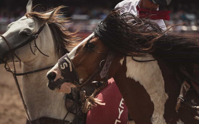 Scopri di più sull'articolo Equitazione Americana, grande commozione alla finale del Western and English Dressage