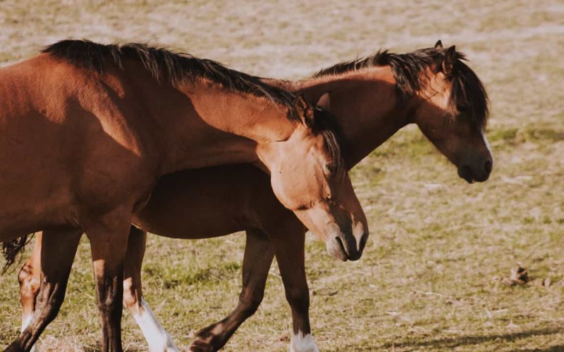 Scopri di più sull'articolo Horse Natural Championship, “Tony” Trausi presenta il Campionato Mix Trail 2020