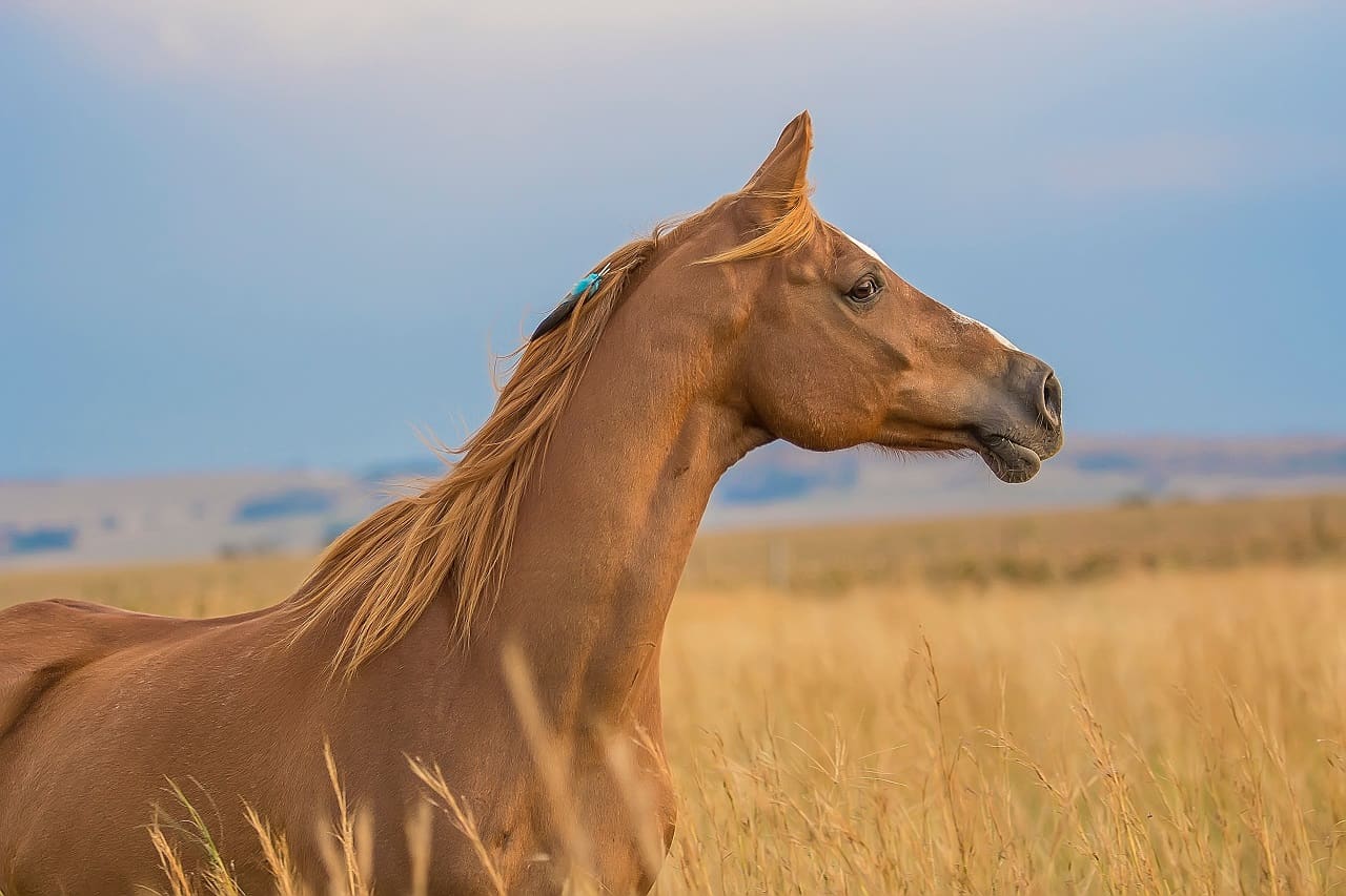 Scopri di più sull'articolo Parte dall’Emilia Romagna il torneo 2020 dell’Horse Natural Championship