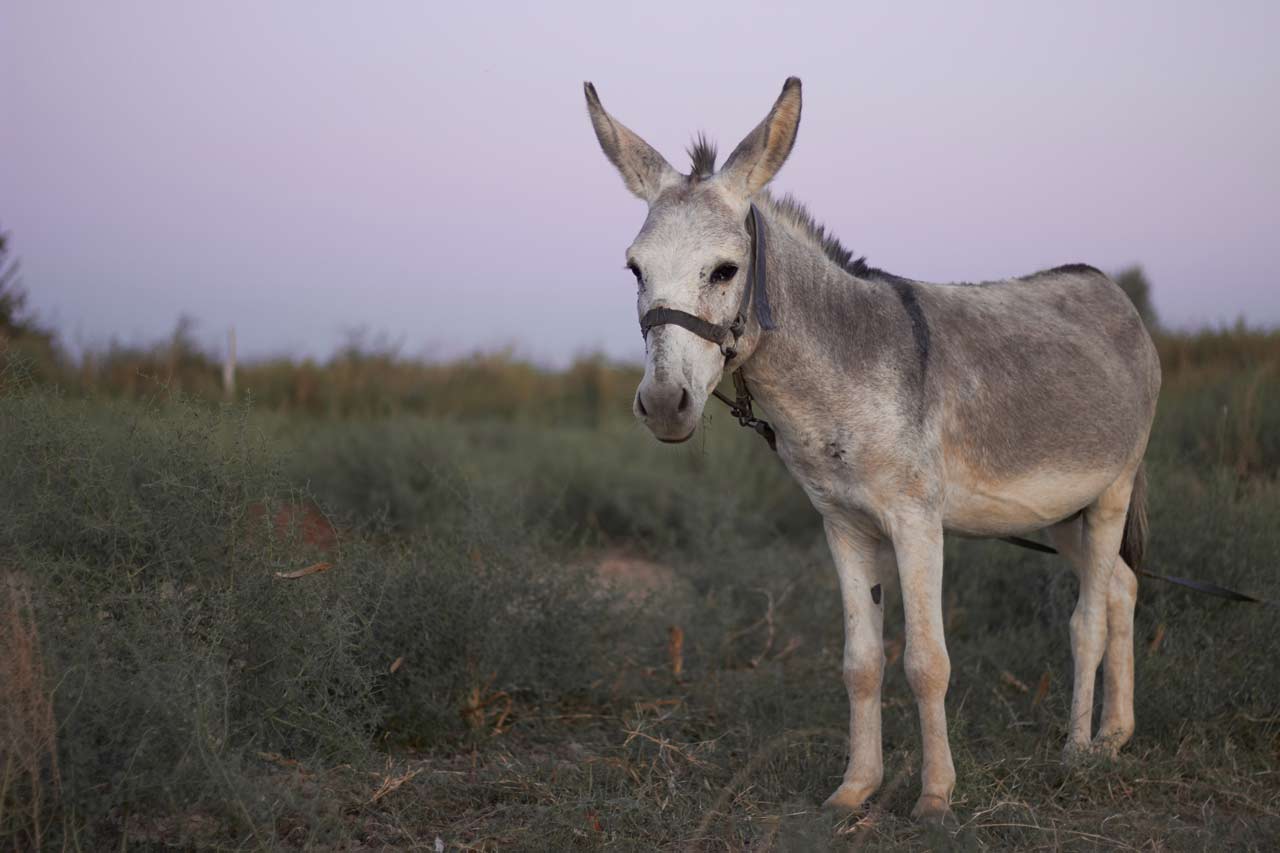 Scopri di più sull'articolo Al Ranch Margherita i corsi per Assistente di Base e per Tecnico di Attività con asini