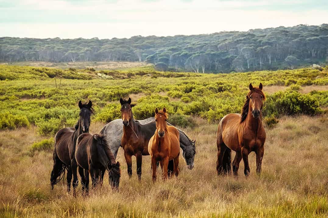 Scopri di più sull'articolo Equitazione, il nuovo anno dell’Horse Natural Championship di Franco “Tony” Trausi