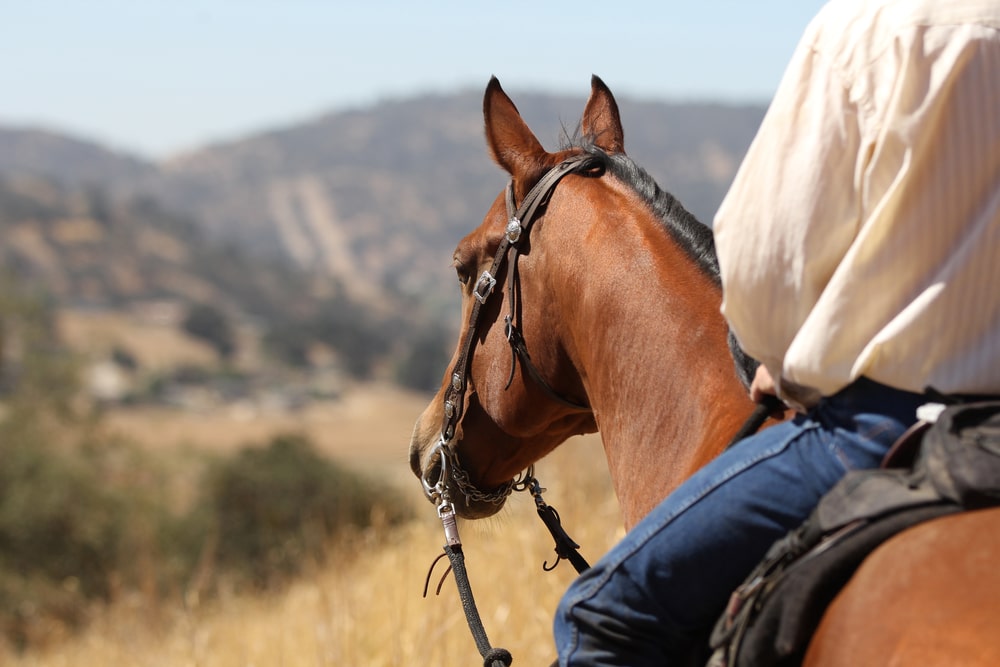 Scopri di più sull'articolo Sport Equestri, come comportarsi durante l’emergenza coronavirus