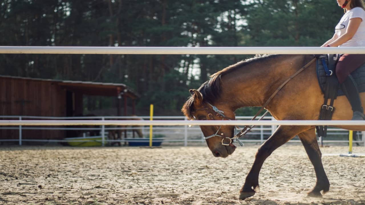 Scopri di più sull'articolo Sport Equestri, le linee guida per ripartire dal 18 maggio