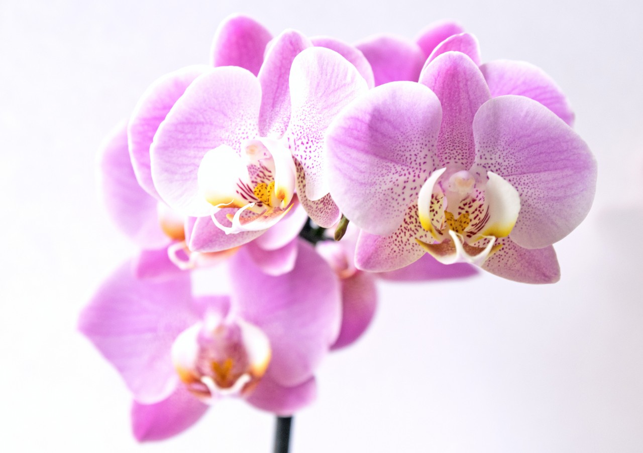 Scopri di più sull'articolo Le Associazioni OPES accanto ad Unicef nella campagna nazionale “Per la Festa dei Nonni regala un’Orchidea”