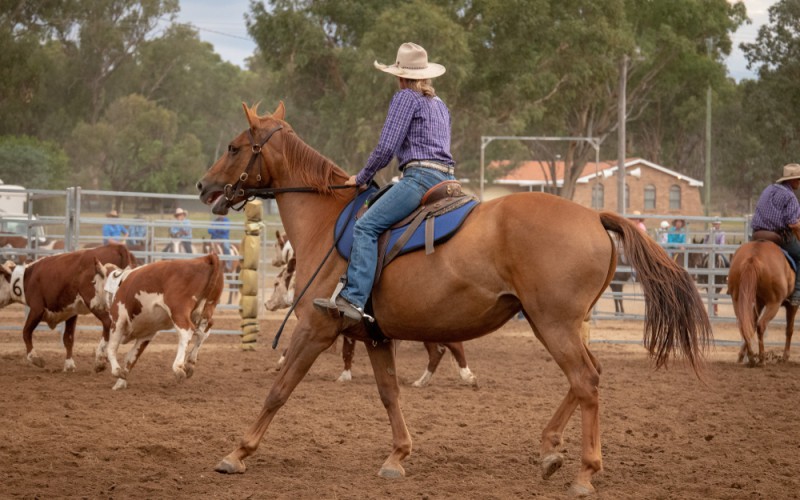 Scopri di più sull'articolo Settore equitazione: torna il Ranch Sorting, tutte le info per partecipare