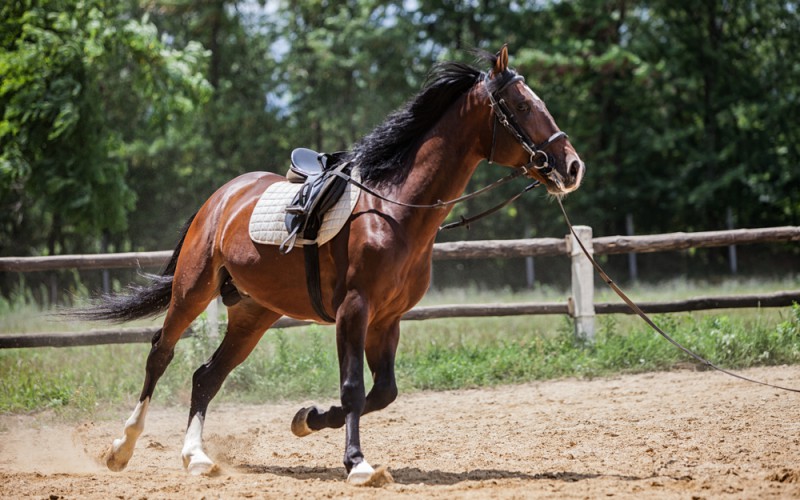 Scopri di più sull'articolo Ultima chiamata per la finale di Championship W&E Gimkana Trentino Alto Adige e per il Campionato di Mountain Trail Horse Game Emilia Romagna