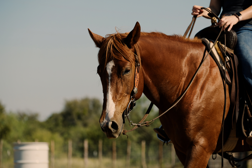 Scopri di più sull'articolo Clinic, ma anche gare davvero speciali. Tutti i prossimi appuntamenti del settore equitazione