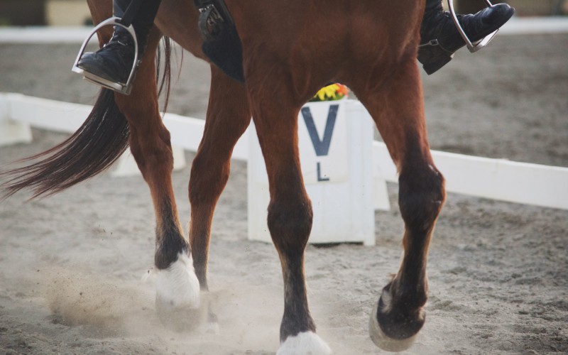 Scopri di più sull'articolo Settore equitazione: L’11 giugno al via uno special event di Dressage