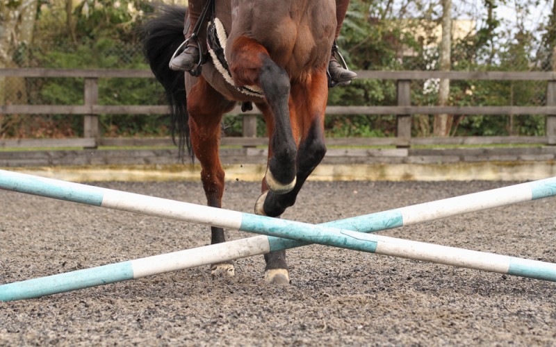 Scopri di più sull'articolo Settore equitazione: tutte le date del Campionato Regionale di Gimkana dell’Emilia Romagna