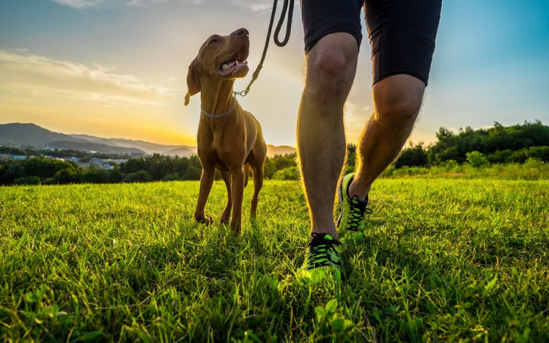 Scopri di più sull'articolo Arriva l’edizione 2023 del Roma DOG XP