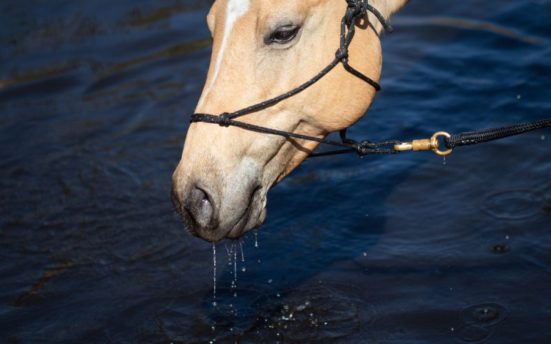 Scopri di più sull'articolo Settore equitazione: pronti per il reining for fun e il trekking sul fiume?