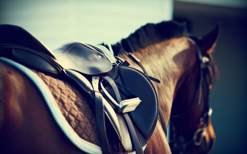 Scopri di più sull'articolo Settore equitazione, Finale di Campionato Western&English Dressage, stage e gare: come iscriversi